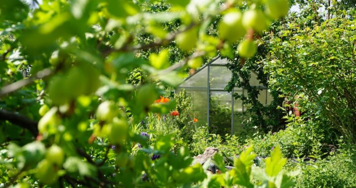 Exploring the Herbery: A Journey into Herbal Remedies