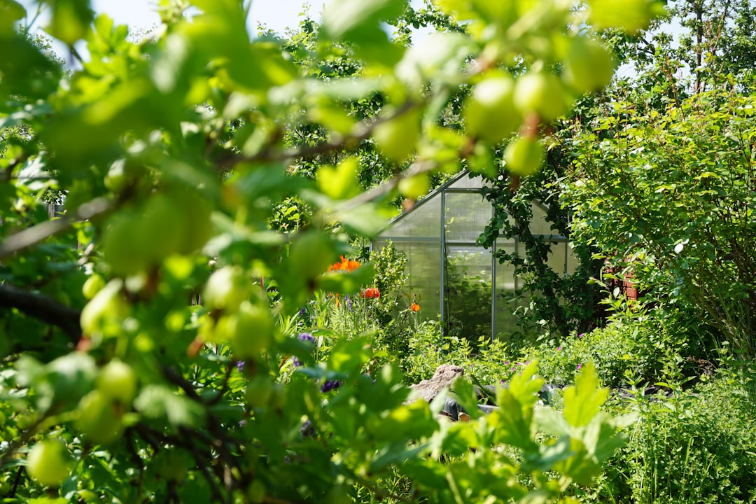 Photo Herbs, garden
